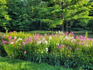 Black Pine Tree House - Acton - 3