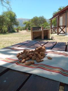 Los Tres Algarrobos - Cortaderas - 0