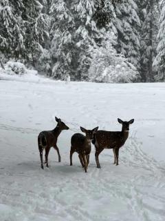 Chalet at Rainier Lodge (0.4 miles from the entrance) - Ashford - 2