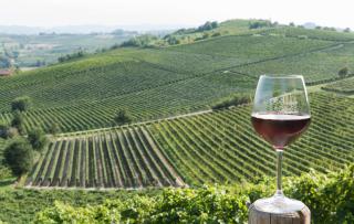 Agriturismo Albarossa - Nizza Monferrato - 8