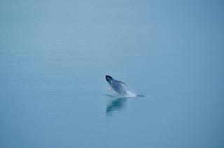 Illu Rental - Grand seaview vacation house - Ilulissat - 4