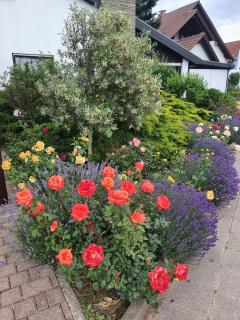 Herzlich inmitten der Weinreben - 2