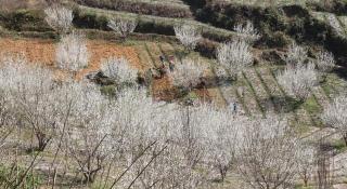 Minh_Thắm - Bắc Hà - 2