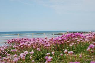 Trem Y Mor - Edge of the Sea - 7