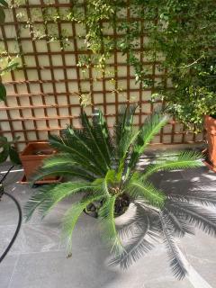 Magnolia Residence - 2