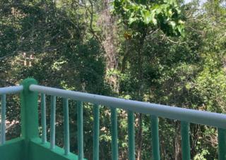 Studio with swimming pool at 12 m height over jungle - Chemuyil - 4