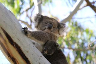 Glenberrie Place ECO Retreat - Kangarilla - 1