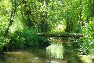 Le Moulin Moreau - Saint-Pierre-des-Échaubrognes - 7