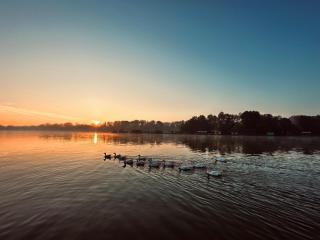 Swan - Belgrado - 3