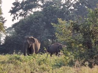 Ethili Lake view & Safari Camp - Wellawaya - 8