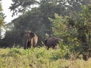 Ethili Lake view & Safari Camp - Wellawaya - 7
