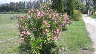 Mas de l espine - Eygalières - 4