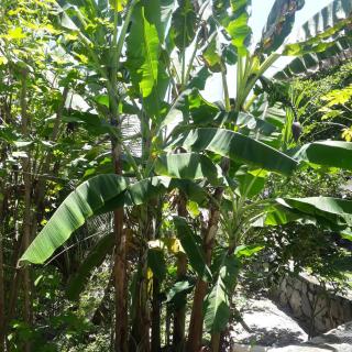 Aloha House - Pipa - 1