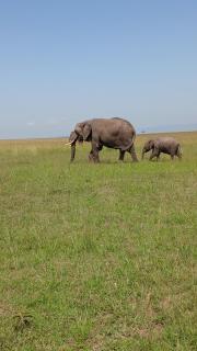 orkaria safari mara camp - Sekenani - 1