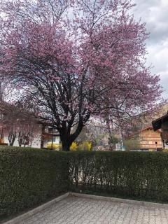 CASA PINUCCIA APPARTAMENTO EST - Predazzo - 3