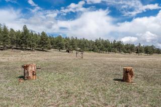 Cabin in Colorado National Forest! - 4
