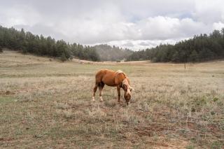 Cabin in Colorado National Forest! - 2