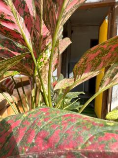 Private Shawn Guest House - 4