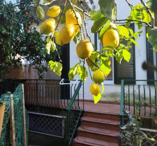 Beatrice Room Bed&Breakfast - Sant'Agnello - 4