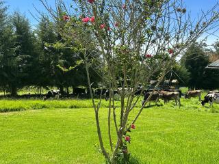 Room in Bungalow - Grandfathers Farm - Disfruta de la naturaleza en un lindo flat - Cajamarca - 1
