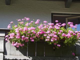 Meckyheim - Mayrhofen - 6