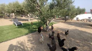 LEVANDA PAROS HOUSE - Kampos Paros - 7