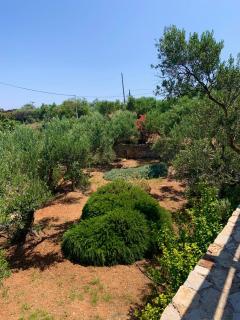 AMPELIA KYTHIRA - Livadi - 2