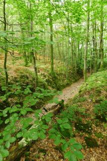 La Cage aux Oiseaux - 1
