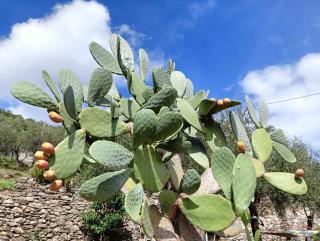 Le Drupe - Chiavari - 7