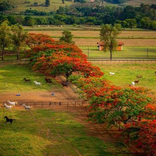 Linda casa 1h30 de SP dentro de HARAS com LAZER - Boituva - 5