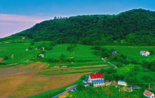Inhauser Pincészet&Guesthouse&Restaurant - Somlószőlős - 8