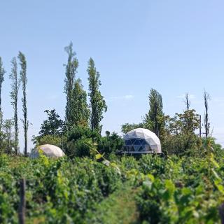 Entre racimos, glamping entre viñedos en bodega - 9