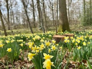 Bluebell Cottage - 3