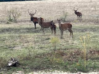 Dome Sweet Dome - Lampasas - 2