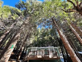 Cedar Oasis - Home Base to Big Trees - Arnold - 6