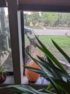 Mimi's Eclectic Abode - Kerrville - 8
