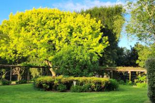 Avocado Orchard Retreat! - 6