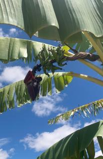 Ambohimalaza Kala Bozy- côté FJKM Kanana - 1