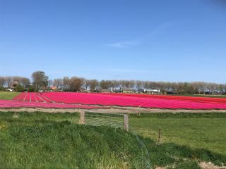 Rosa's zonnige huisje bij duinen bos en strand - Warmenhuizen - 6