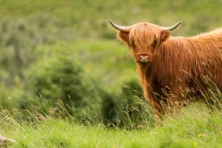 Dalmunzie Castle Hotel - 8