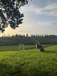 Agriturismo La Torre Di Monsindoli - Sienne - 3
