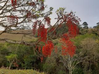 Sítio Via Láctea - Cunha - 6