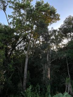 Wild Plum - Knysna - 6
