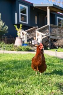 A Special Retreat on a Mini-Farm -- in SMTX - 8