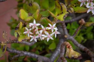 Cretan Magnolia Gem - Smari Cozy Getaway - 2