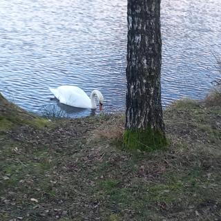 Bungalow kleine Auszeit - 4