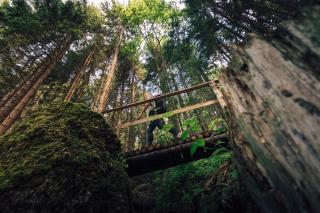 Torghele's Wald & Fluh - Balderschwang - 5