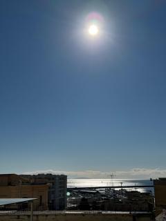 Alocasia luxury stay - 4