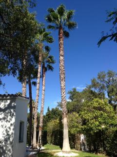 GIRALDA 2 - Sotogrande - 2