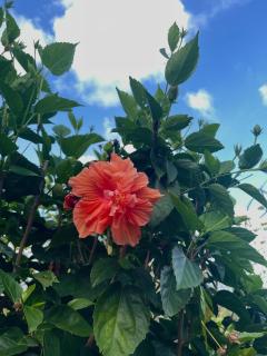 Happy-Nest (First floor) - Marigot - 8